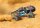 MAXX 1:10 WideMAXX RTR TSM SR VXL4S Regler o Akku/Lader 1/10 Monster-Truck Brushless RocknRoll Traxxas